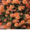 Begonia 'Fragrant Falls Improved™ - Apricot Delight' 2 Begonia 'Fragrant Falls Improved™ - Apricot Delight' -Cheap Tree Foliage Store BEGO T47320 A h