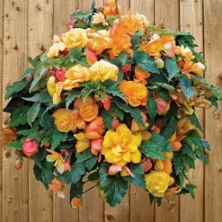 Begonia 'Fragrant Falls Improved™ - Apricot Delight' -Cheap Tree Foliage Store BEGO T47320 C h