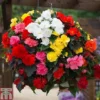 Begonia 'Nonstop Mixed' - Tubers -Cheap Tree Foliage Store BEGO T47418 A h