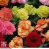 Begonia 'Majestic Mixed' -Cheap Tree Foliage Store BEGO T67458 B