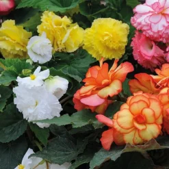 Begonia 'Majestic Mixed' -Cheap Tree Foliage Store BEGO T67458 B h