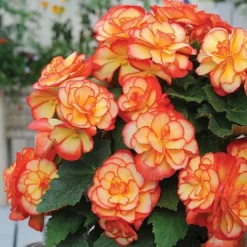 Begonia 'Majestic Mixed' -Cheap Tree Foliage Store BEGO T67458 E