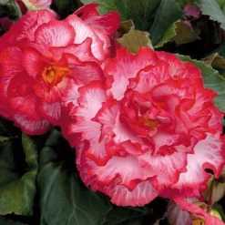 Begonia 'Majestic Mixed' -Cheap Tree Foliage Store BEGO T67458 F