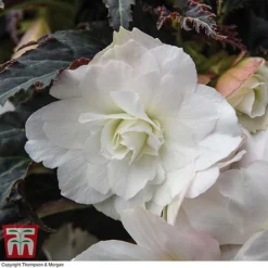 Begonia 'Nonstop Joy Mocca White' -Cheap Tree Foliage Store BEGO TKA0102 A