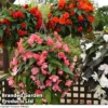 Begonia 'Nonstop Joy Mix' -Cheap Tree Foliage Store BEGONIA NONSTOPJOYMIX KC8252 A
