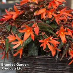 Begonia 'Bossa Nova Night Fever Papaya' -Cheap Tree Foliage Store BEGO NIGHTFEVE S39360