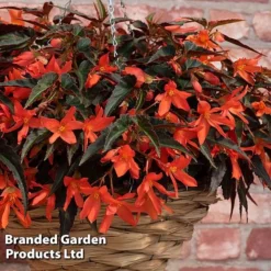 Begonia 'Bossa Nova Night Fever Papaya' -Cheap Tree Foliage Store BEGO NIGHTFEVE S39362