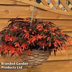 Begonia 'Bossa Nova Night Fever Papaya' -Cheap Tree Foliage Store BEGO NIGHTFEVE S39366