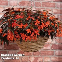 Begonia 'Bossa Nova Night Fever Papaya' -Cheap Tree Foliage Store BEGO NIGHTFEVE S39368