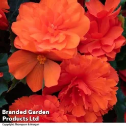 Begonia 'Nonstop Joy Mix' -Cheap Tree Foliage Store BEGO NONSTORAN T33810a
