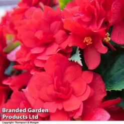 Begonia 'Nonstop Joy Mix' -Cheap Tree Foliage Store BEGO ROSEPICOT T33812a