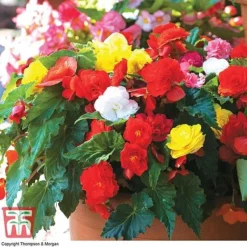 Begonia 'Nonstop Mixed' - Tubers -Cheap Tree Foliage Store BEGo T47418 D2