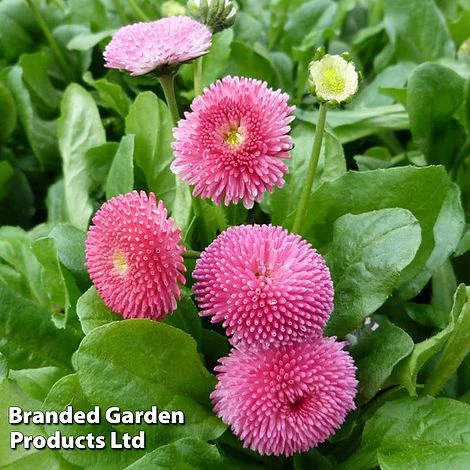 Bellis Perennis 'Rose' 3 Bellis Perennis 'Rose'