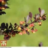 Berberis Thunbergii F. Atropurpurea 'Rose Glow' -Cheap Tree Foliage Store BER T66077 A