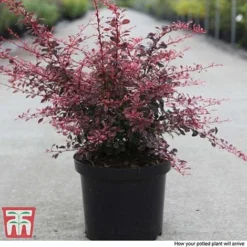 Berberis Thunbergii F. Atropurpurea 'Rose Glow' -Cheap Tree Foliage Store BER T66077 B