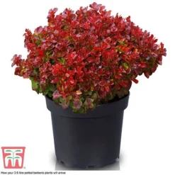 Berberis Thunbergii 'Lutin Rouge' -Cheap Tree Foliage Store BERB KB0073 D