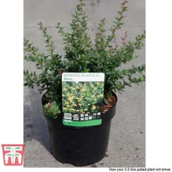 Berberis Buxifolia 'Nana' -Cheap Tree Foliage Store BERB T58097 C