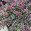 Berberis Thunbergii F. Atropurpurea 'Atropurpurea Nana' -Cheap Tree Foliage Store BERB T63595 A h