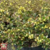 Berberis X Media 'Red Jewel' -Cheap Tree Foliage Store BERB T66060 A