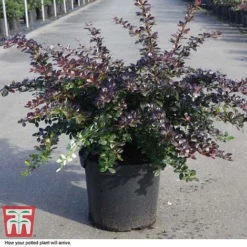 Berberis X Media 'Red Jewel' -Cheap Tree Foliage Store BERB T66060 D