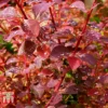 Berberis X Ottawensis F. Purpurea 'Superba' -Cheap Tree Foliage Store BERB T66062 A