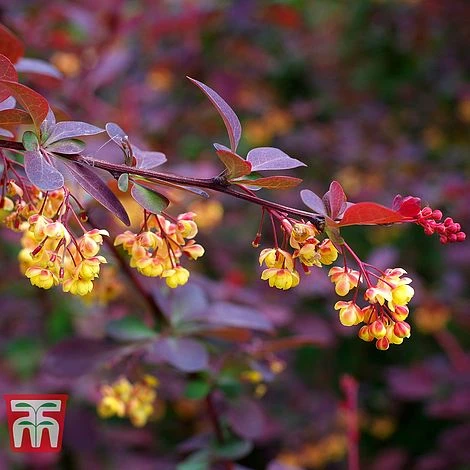 Berberis X Ottawensis F. Purpurea 'Superba' 4 Berberis X Ottawensis F. Purpurea 'Superba' - Image 2