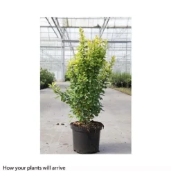Berberis Thunbergii 'Golden Rocket' -Cheap Tree Foliage Store BERB T66070 B h
