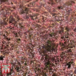 Berberis Thunbergii 'Orange Dream'
