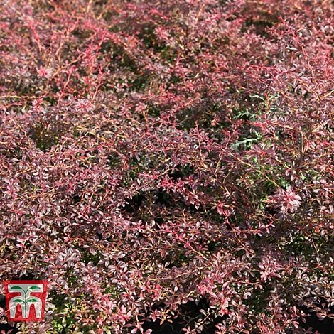Berberis Thunbergii 'Orange Dream' 4 Berberis Thunbergii 'Orange Dream' - Image 2