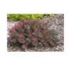 Berberis Thunbergii 'Cabernet' 2 Berberis Thunbergii 'Cabernet' -Cheap Tree Foliage Store BERB T68264 A h