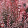 Berberis Thunbergii F. Atropurpurea 'Rosy Rocket' -Cheap Tree Foliage Store BERB T68274 A
