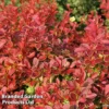 Berberis Thunbergii 'Coral' -Cheap Tree Foliage Store BERB CORAL S09999
