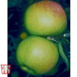 Apple 'Blenheim Orange' 12 Apple 'Blenheim Orange' -Cheap Tree Foliage Store BLEN 21213 A1
