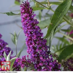 Buddleja 'Butterfly Towers' -Cheap Tree Foliage Store BUDD KA8837 D