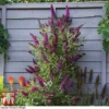 Buddleja 'Butterfly Towers' 1 Buddleja 'Butterfly Towers' -Cheap Tree Foliage Store BUDD KA8837 E