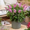 Buddleja 'Butterfly Candy Little Pink' -Cheap Tree Foliage Store BUDD PINK E
