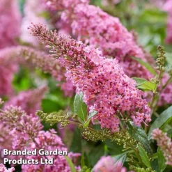 Buddleja 'Butterfly Candy Little Pink' -Cheap Tree Foliage Store BUDD PINK H