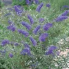 Buddleja Davidii 'Nanho Blue' -Cheap Tree Foliage Store BUDD T62196 A h