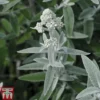 Buddleja 'Silver Anniversary'