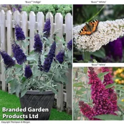 Buddleja 'Buzz® Trio Collection'