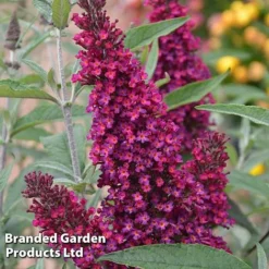 Buddleja 'Buzz® Trio Collection' -Cheap Tree Foliage Store BUDD TKA1011 D1