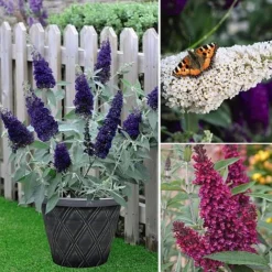 Buddleja 'Buzz® Trio Collection' -Cheap Tree Foliage Store BUDD TKA1011 NOW3