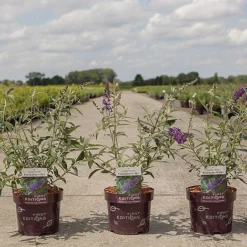 Buddleja Davidii 'Psychedelic Sky' -Cheap Tree Foliage Store BUDD PSYCHEDEL S45260 NOW
