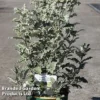 Buddleja Glomerata 'Silver Service' -Cheap Tree Foliage Store BUDD SILVERSER S45261