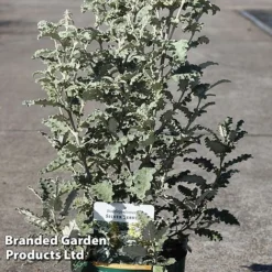 Buddleja Glomerata 'Silver Service'