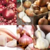 Bumper Autumn Planting Onion/Garlic/Shallot Collection -Cheap Tree Foliage Store BUMPERAUTCOLL11