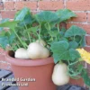 Butternut Squash 'Butterbush' 1 Butternut Squash 'Butterbush' -Cheap Tree Foliage Store BUTBUS