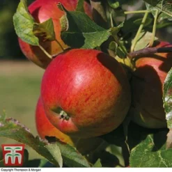 Britains Favourite Apple Tree Collection 7 Britains Favourite Apple Tree Collection -Cheap Tree Foliage Store Braeburn