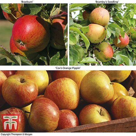 Britains Favourite Apple Tree Collection 3 Britains Favourite Apple Tree Collection