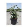 Callicarpa Kwangtungensis 2 Callicarpa Kwangtungensis -Cheap Tree Foliage Store CALL T66097 A h